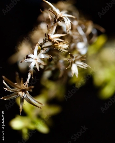 Obraz Background Texture from Florida Wildlife