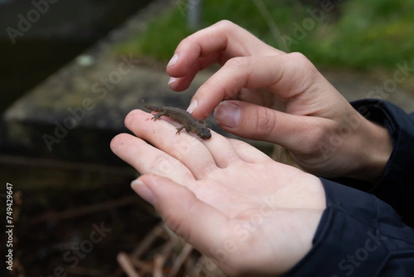 Obraz Teichmolch auf Hand