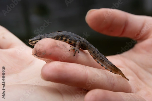 Obraz Teichmolch auf Hand