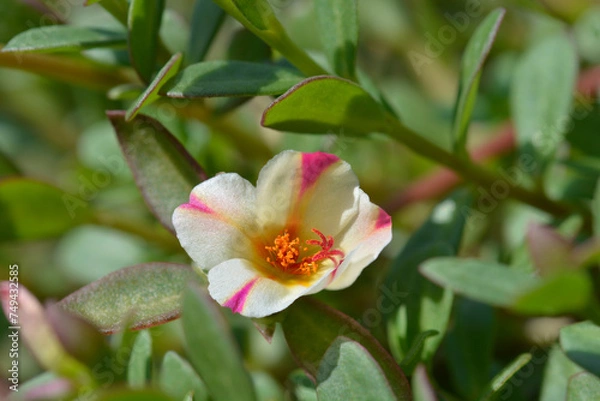 Fototapeta Watermelon Punch Moss Rose flower
