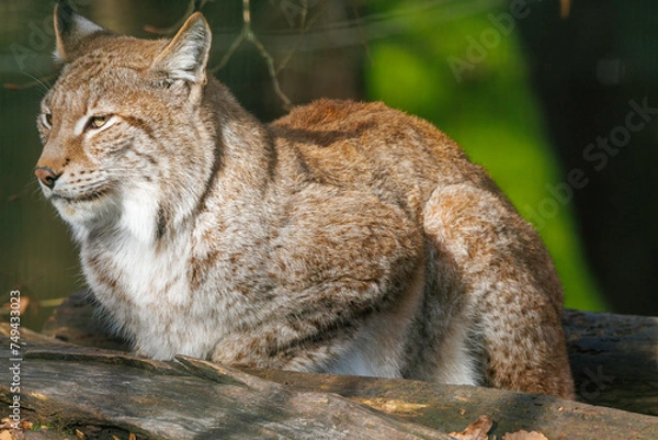 Obraz Ruhender Luchs