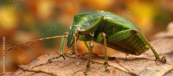 Fototapeta An adult common green shieldbug, scientifically known as Palomena prasina, is closely observed on a dry leaf in this detailed shot. The insects vibrant green color contrasts beautifully with the brown