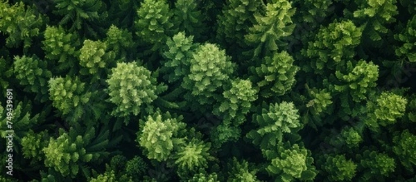Fototapeta A cluster of coniferous green trees standing tall within a dense wooded area.