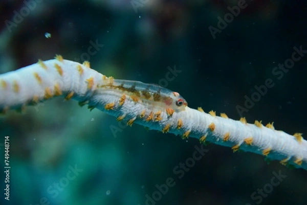 Fototapeta ガラスハゼ 石垣島 9136