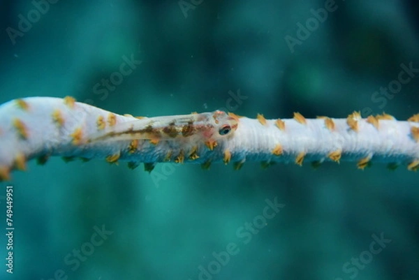 Obraz ガラスハゼ 石垣島 9137