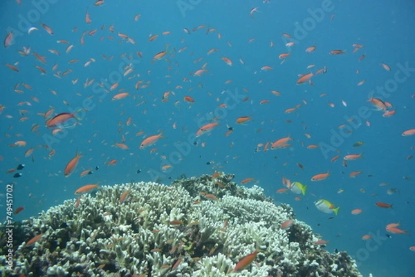 Obraz キンギョハナダイ 石垣島 9179