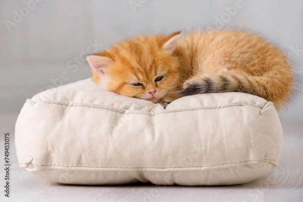 Obraz Cute thoroughbred kitten sleeps sweetly on a pillow in a bright room interior. Pet is napping in a cozy house.
