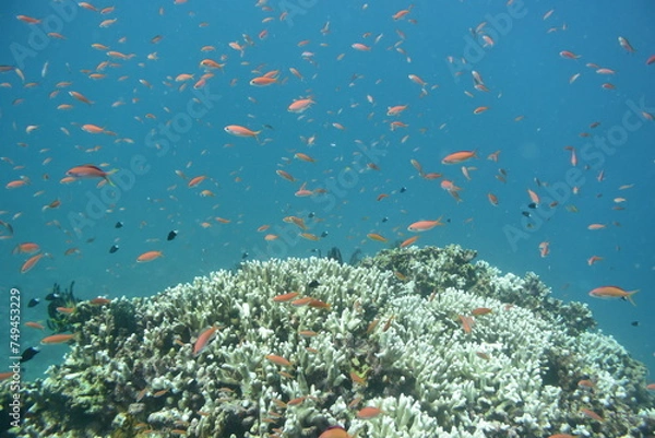 Obraz キンギョハナダイ 石垣島 9180