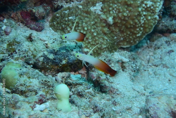 Fototapeta ハタタテハゼ 石垣島 9183