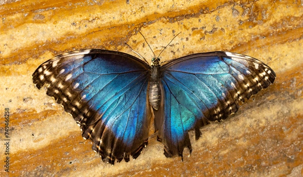 Obraz Sky butterfly on a branch