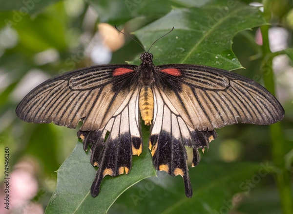 Obraz Yellow fire swallowtail