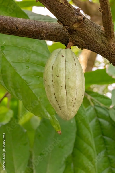 Obraz Cocoa fruit on the tree