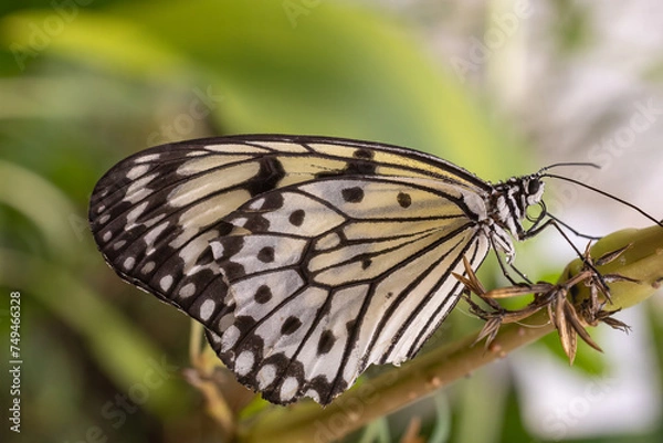 Obraz White tree nymph