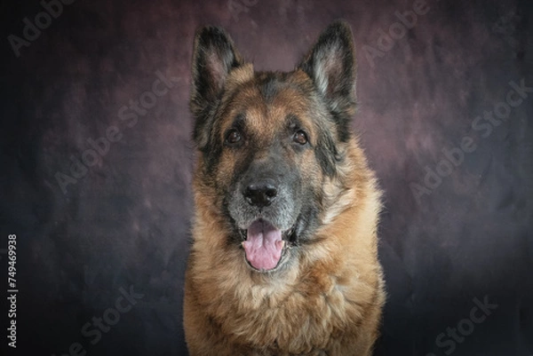 Obraz german shepherd portrait
