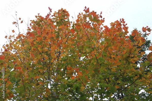 Obraz Chioma autunnale