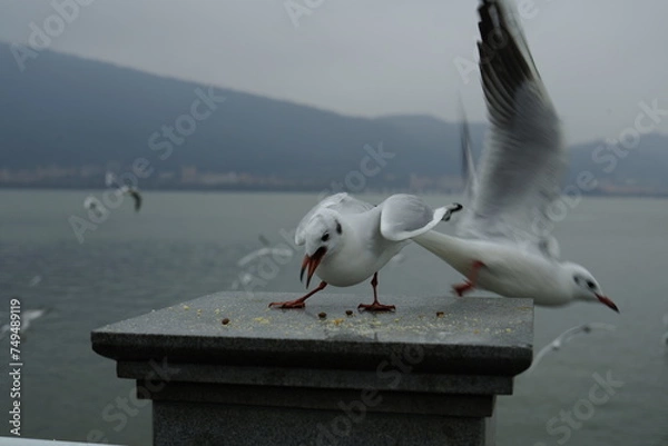 Fototapeta seagull 