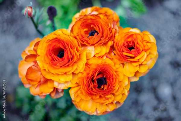 Fototapeta bouquet of orange roses in a garden 