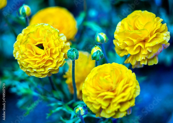 Fototapeta yellow flowers in a blue background garden 