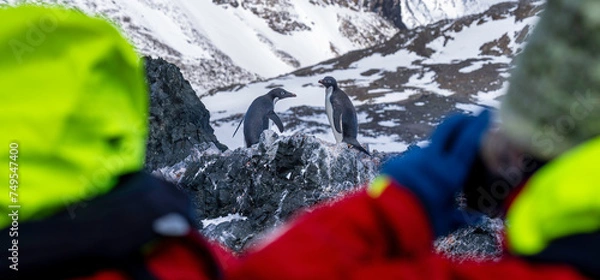 Obraz Tourists approach penguins in Antarctica