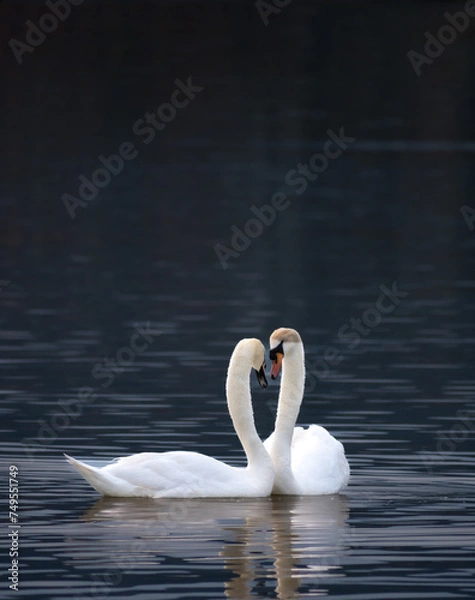 Fototapeta white swans showing complicity with dark tones background