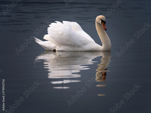 Fototapeta white swan with reflections in the water with dark tones background