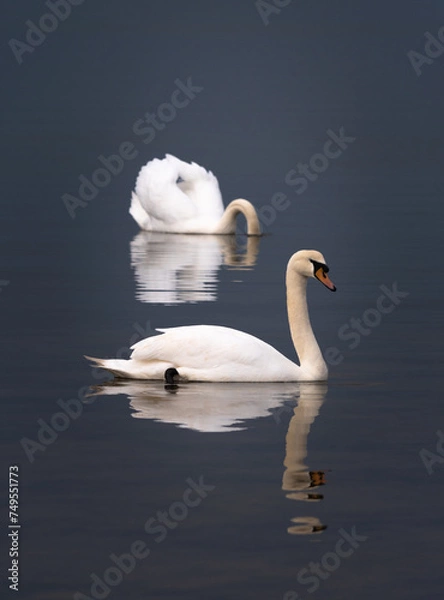 Fototapeta white swans with reflections in the water with dark tones background