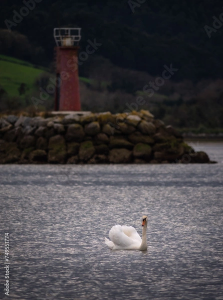 Fototapeta white swan with glitter in the water with dark tones background