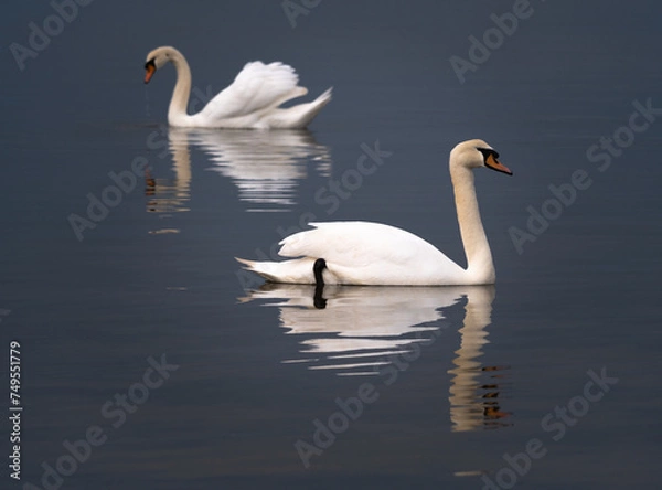 Fototapeta white swans with reflections in the water with dark tones background