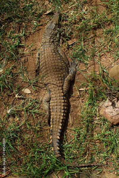 Fototapeta Large crocodile, view from above