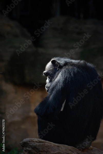 Obraz Chiaroscuro portrait of a common chimpanzee in an animal reserve. Endangered species. Pan troglodytes.