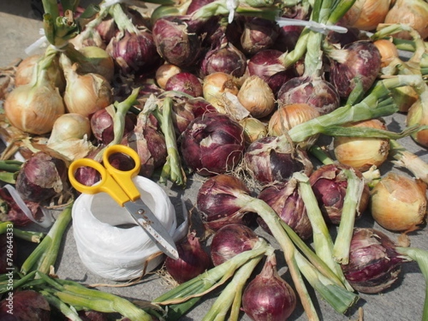 Obraz タマネギの収穫
