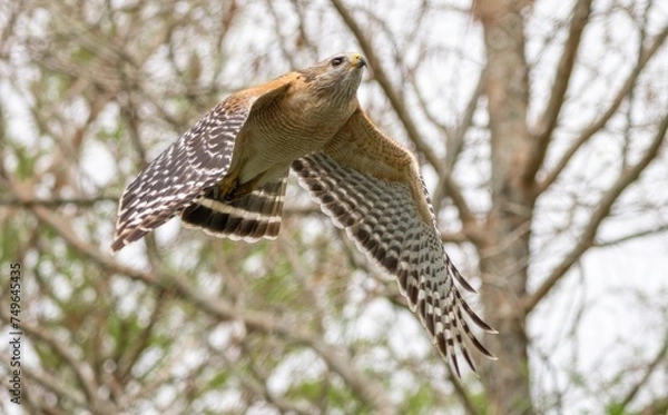 Obraz Florida red shouldered hawk, red shoulder hawk