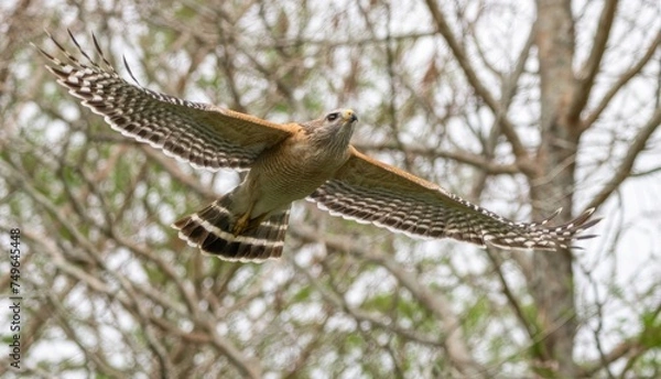 Obraz Florida red shouldered hawk, red shoulder hawk