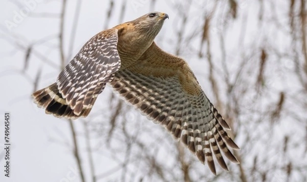 Obraz Florida red shouldered hawk, red shoulder hawk