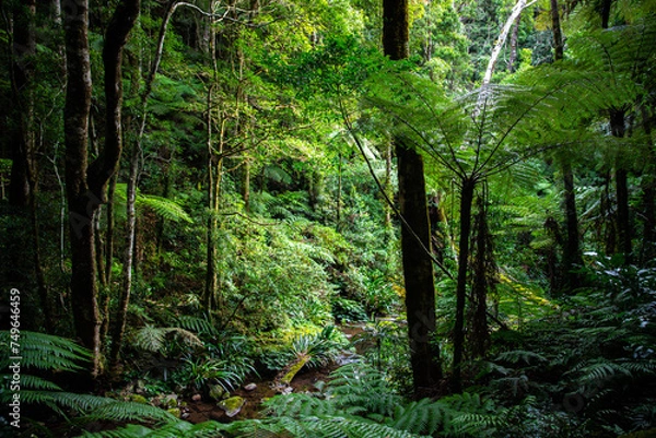 Fototapeta unique native vegetation in gondwana rainforest - lamington national park, albert river circuit; tree ferns in dense jungle near birsbane and gold coast, australia