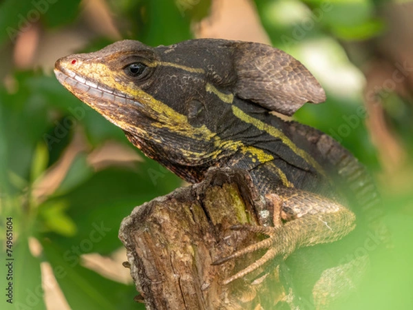 Obraz Florida green basilisk, brown basilisk lizard