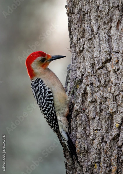 Obraz OLYMPUS DIGITAL CAMERA