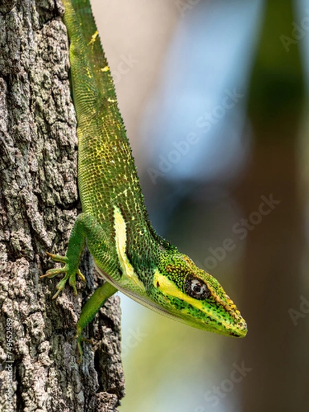 Obraz Cuban knight anole, lizard