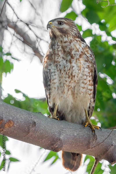 Obraz red shouldered hawk