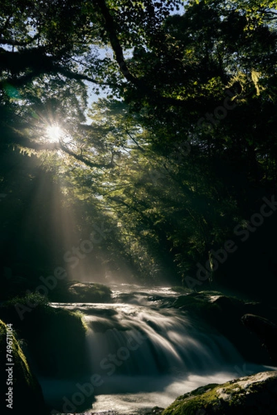 Fototapeta 熊本 菊池渓谷 光芒