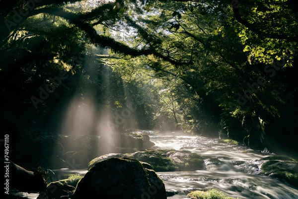 Fototapeta 熊本 菊池渓谷 光芒