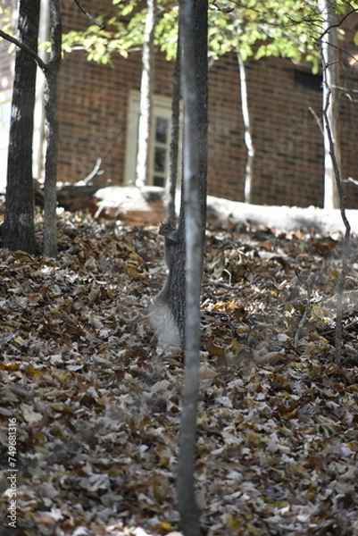 Obraz Squirrels in Nature