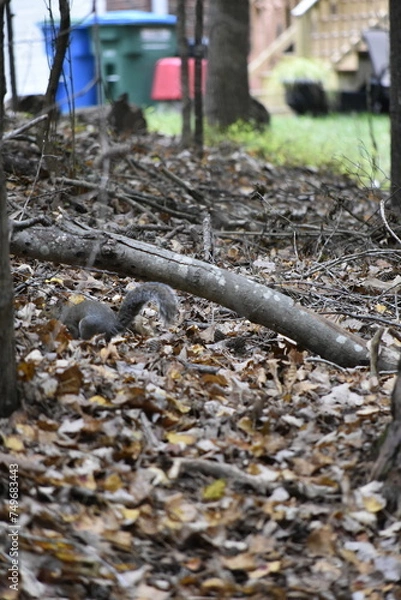 Obraz Squirrel Among Leaves