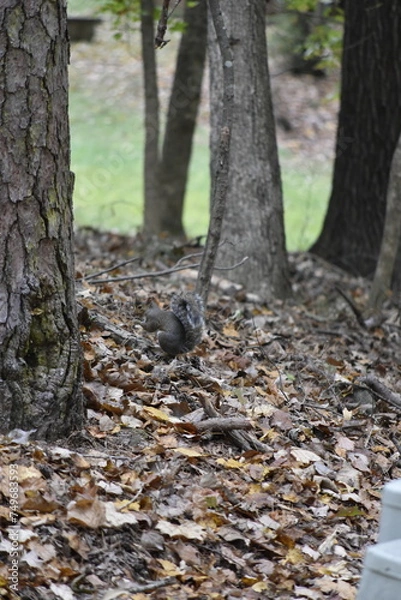 Obraz Squirrel Among Leaves