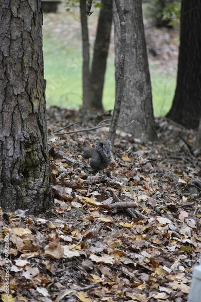 Obraz Squirrel Among Leaves