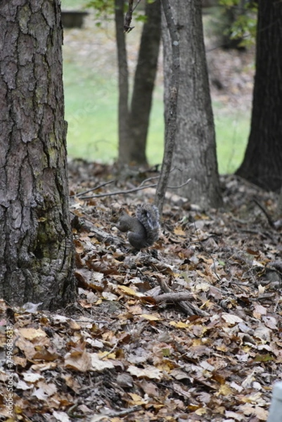 Obraz Squirrel Among Leaves