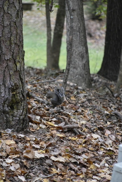 Obraz Squirrel Among Leaves