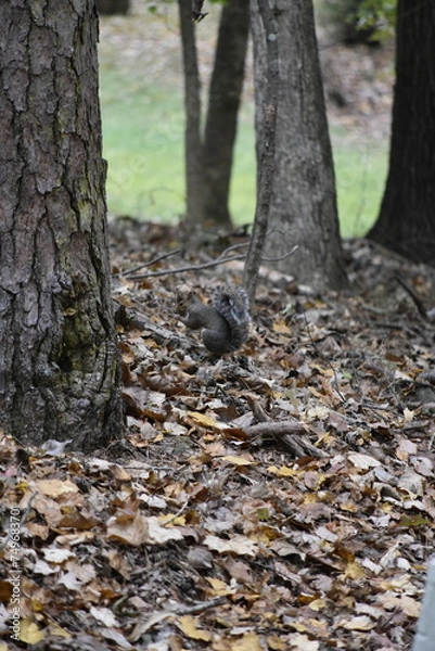 Obraz Squirrel Among Leaves