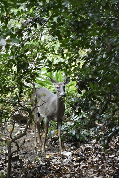 Obraz Deer in Woods