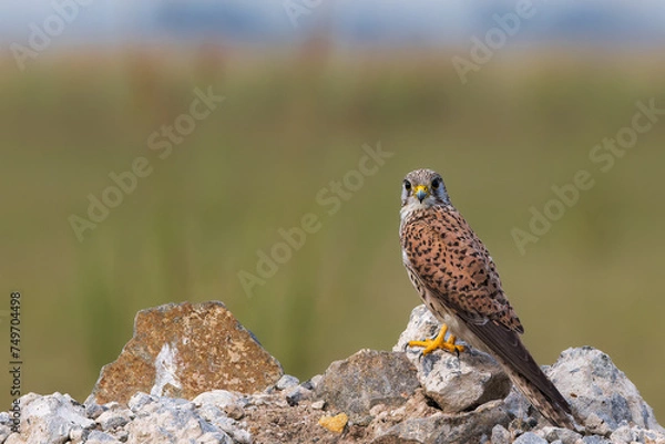 Fototapeta Common Kestrel Bird on a mound looking into the camera